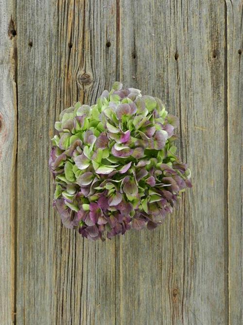 ANTIQUE PURPLE HYDRANGEA